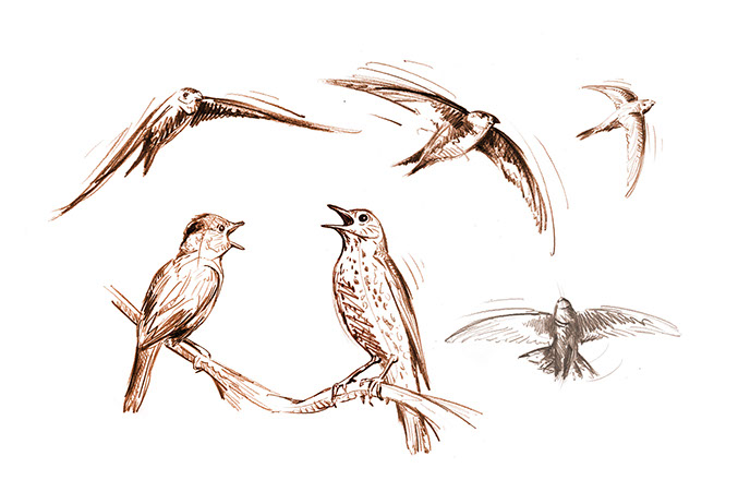 Illustrationen für die Broschüre ©Frank Engel, Programm-Ringbuch der Naturschule Aggerbogen Auftraggeber: Stadt Lohmar Abb.: Naturillustrationen